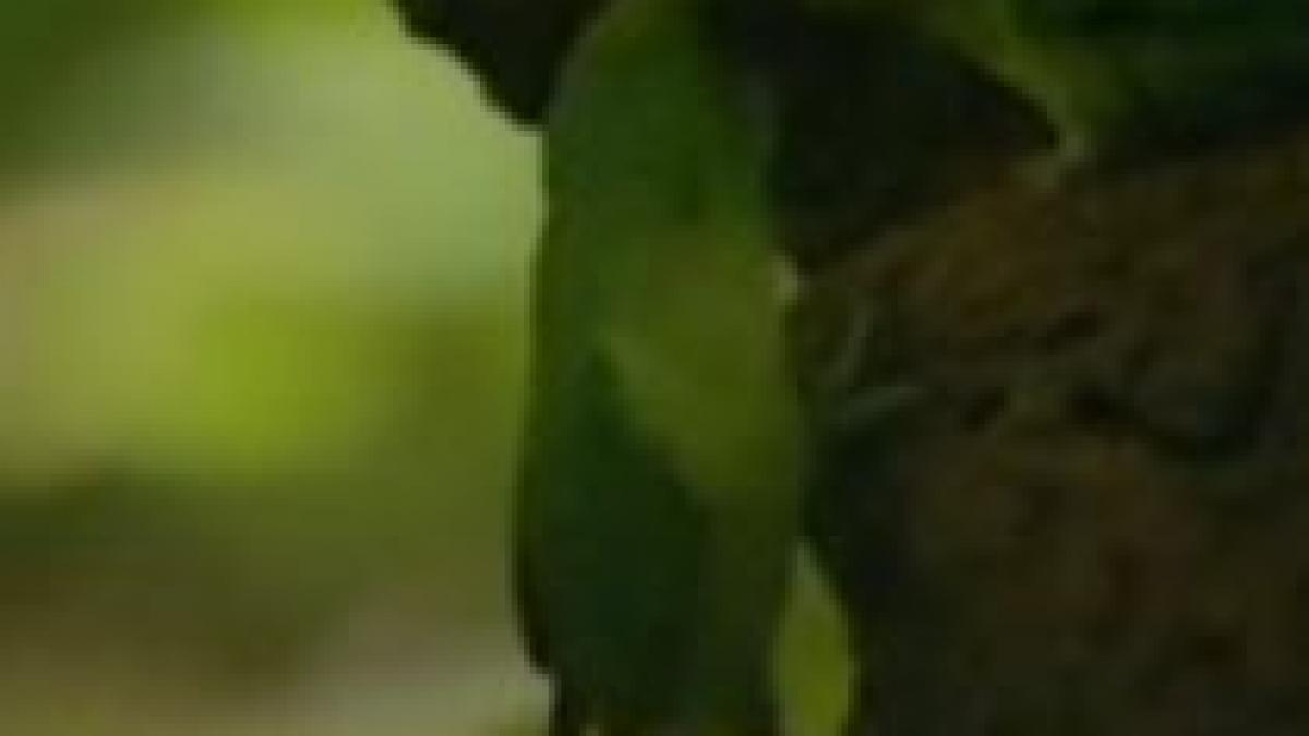 cel mai mic papagal din lume filmat pentru prima oara in mediul sau natural video