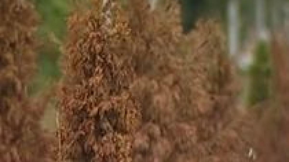 cnadnr a cheltuit 140 000 de euro pe arbusti tuia plantati pe dn1 care s au si uscat video