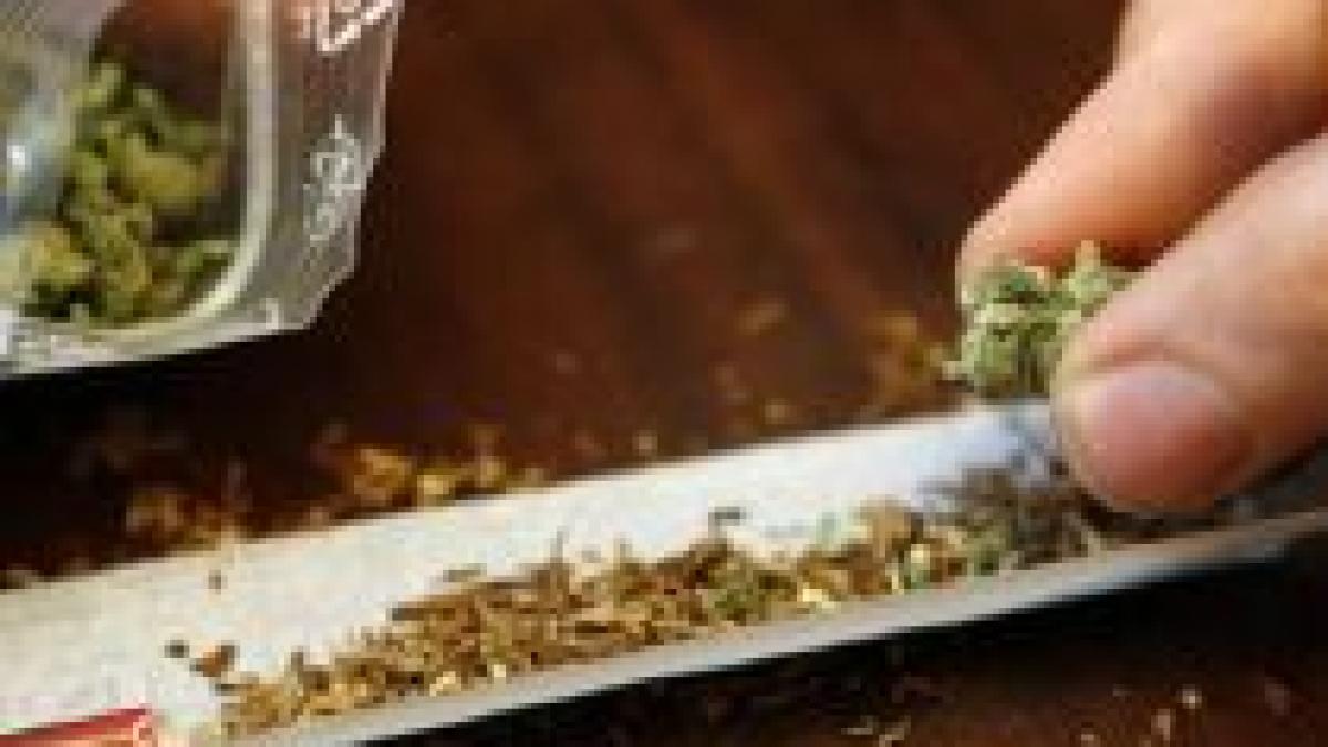 plantatie de cannabis de 100 metri patrati depistata la deva