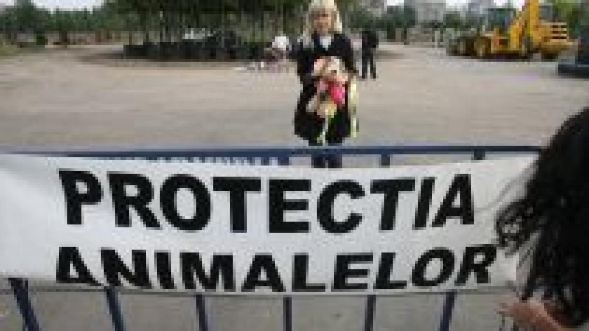 organizatiile pentru protectia animalelor au pichetat sediul parlamentului