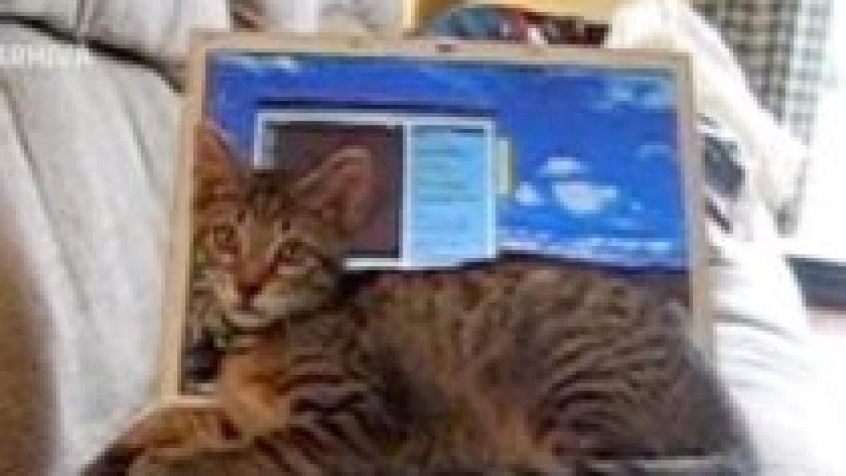 australia o pisica disparuta de 3 ani de zile a fost gasita la 4000 de kilometri distanta