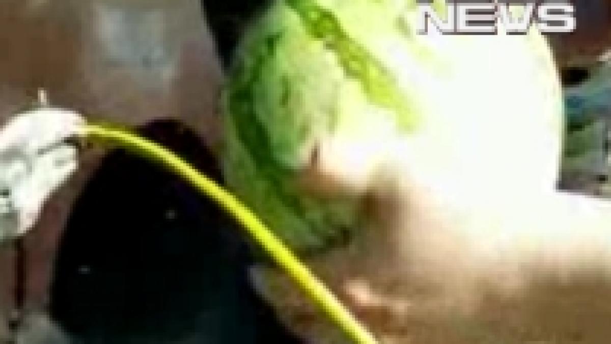 efectele plictiselii pepene scurtcircuitat de barbati in toata firea video