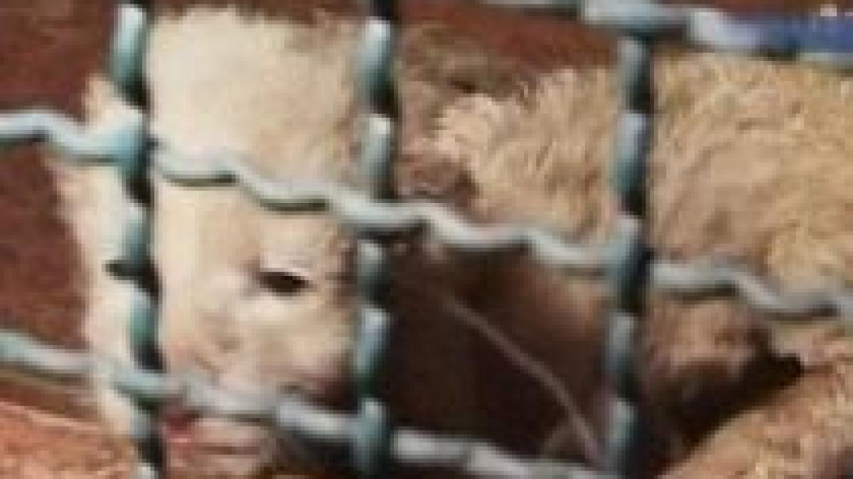 doi lei albi s au nascut la o gradina zoologica din belgrad video