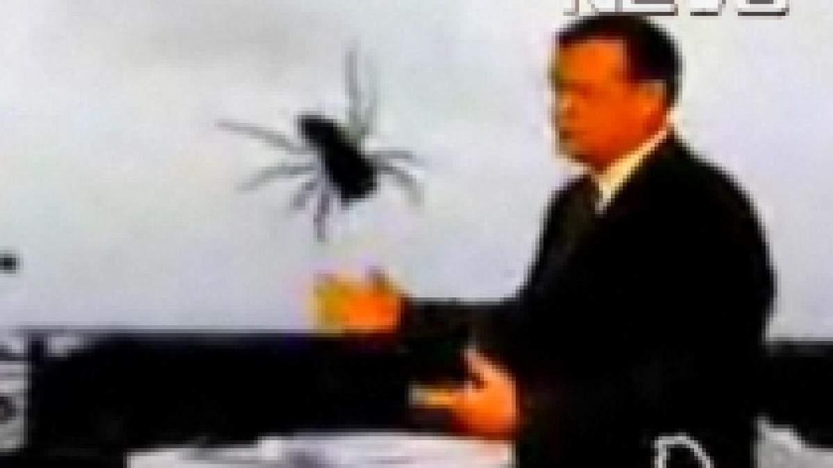 a prezentat rubrica meteo alaturi de un paianjen urias video