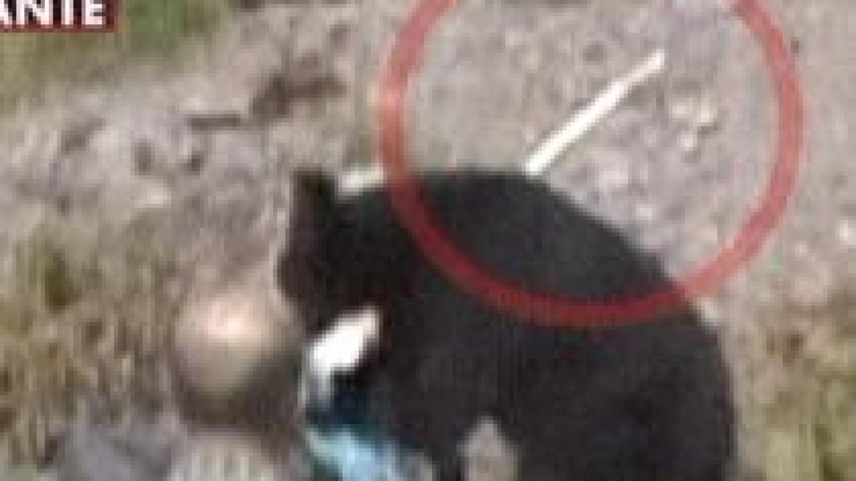 japonia un urs a ranit noua oameni la un popas turistic imagini socante