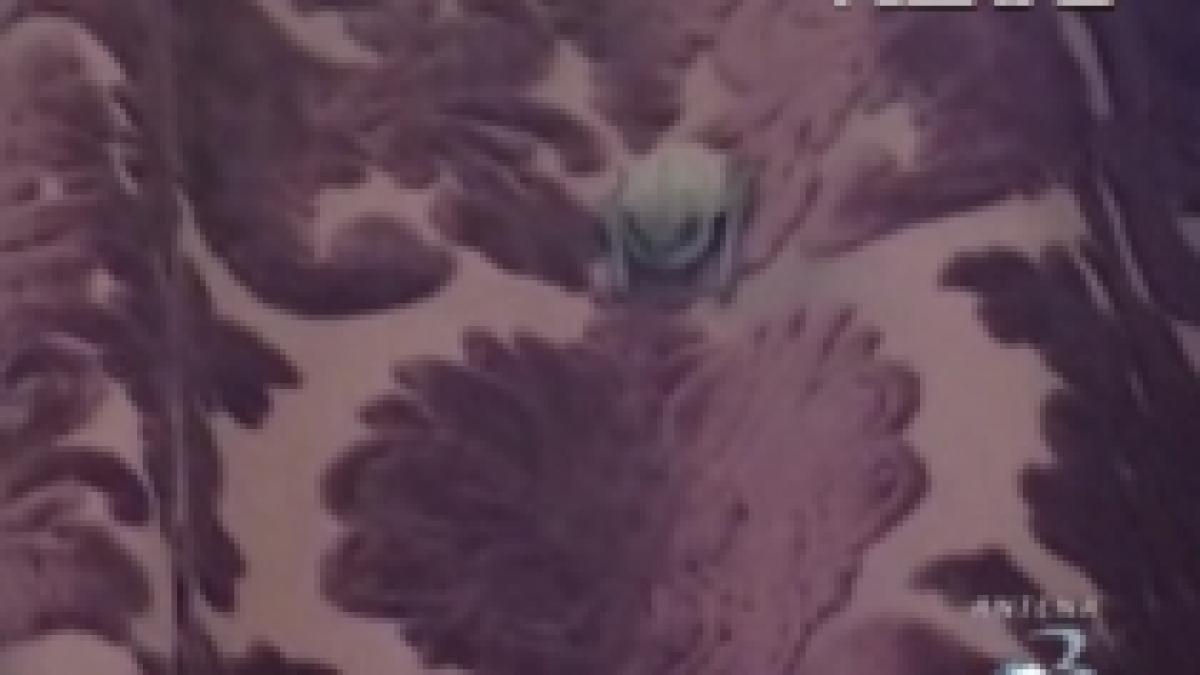 invitat surpriza la parlament un liliac in holul salii de sedinta a camerei deputatilor video