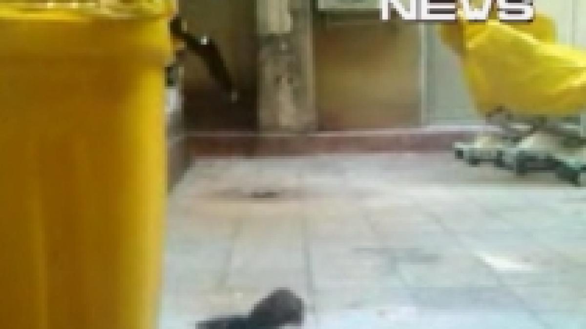 sobolan filmat pe holurile unui spital din bucuresti video