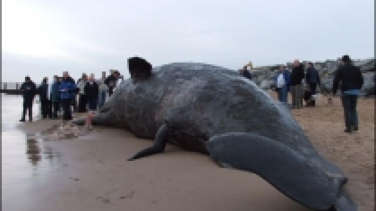 cadavrul unei balene de 50 de tone esuat in portul din anvers