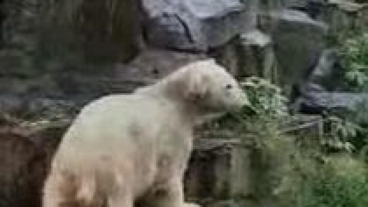 celebrul knut cuplat cu o ursoaica pe nume giovanna video