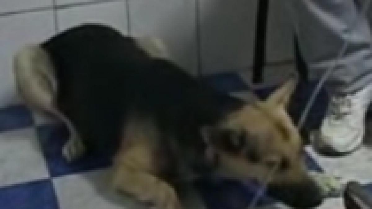 zeci de caini morti pe strazile din craiova dupa ce au fost otraviti imagini socante