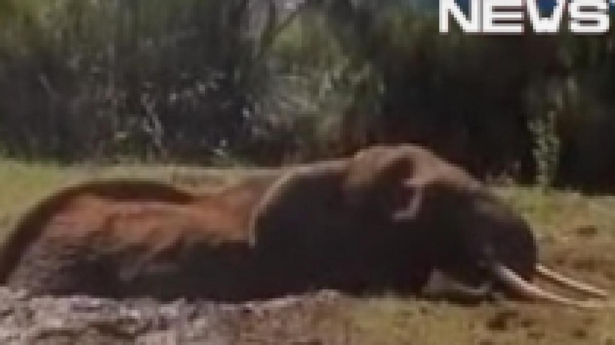 elefant impotmolit intr o groapa cu noroi salvat de politia din kenya video