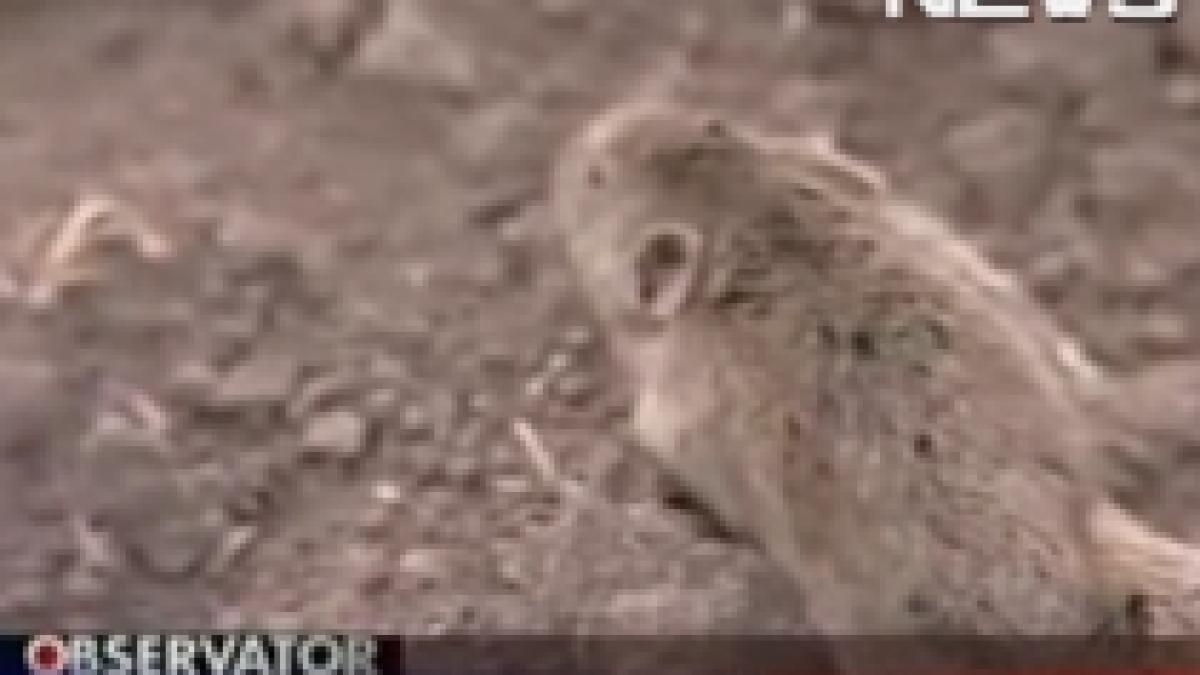 invazie de soareci in sudul romaniei rozatoarele au invadat pamanturile si casele oamenilor video