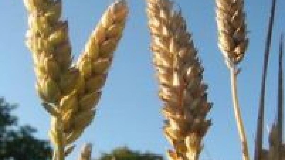 control la transportul ilegal de marfuri carausii amendati de garda financiara cu peste 40 milioane