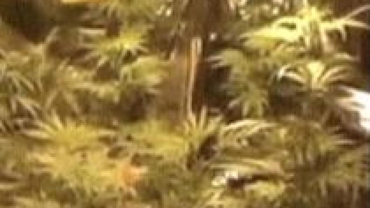 politist cu studii in combaterea traficului de droguri prins cultivand canabis acasa video