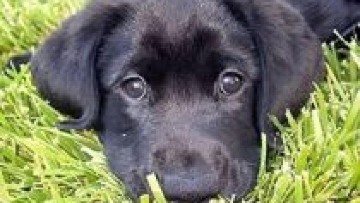 Animalele negre au mai puţine şanse să fie adoptate