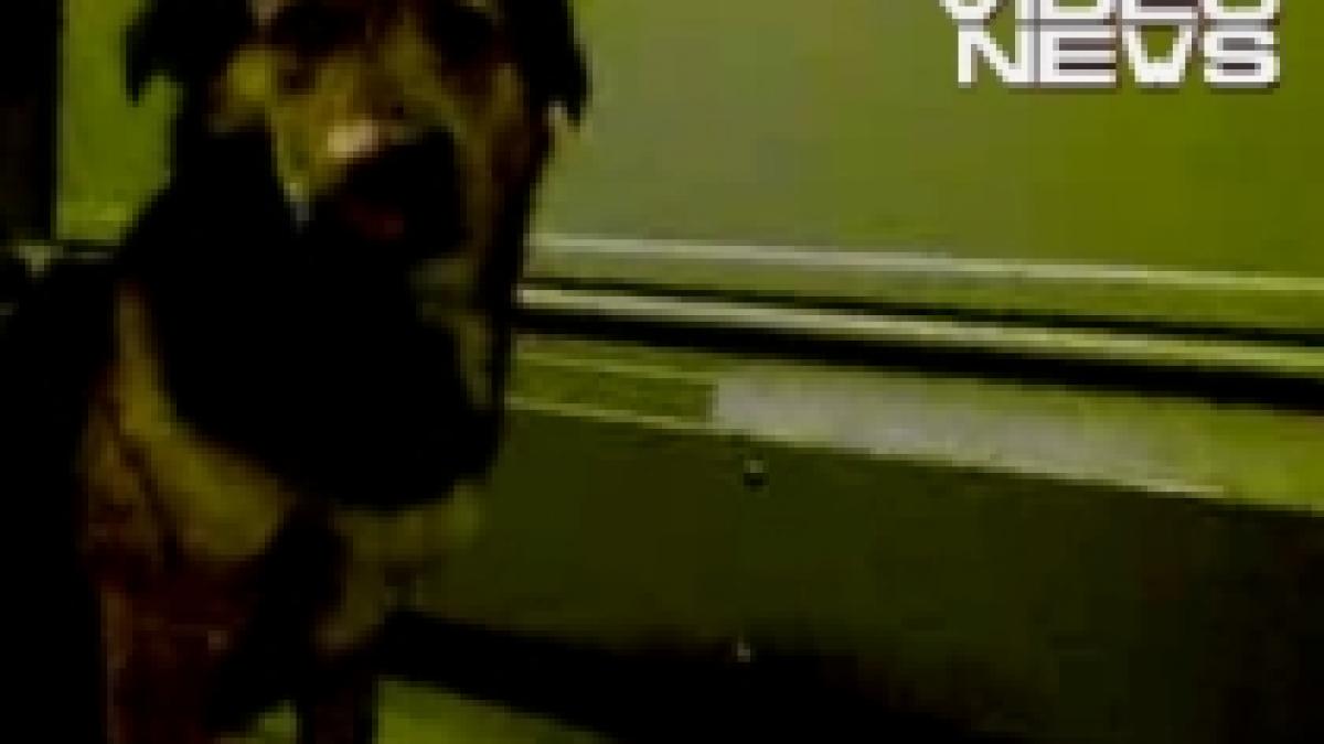 calator clandestin un catel se plimba cu autobuzul prin bucuresti video