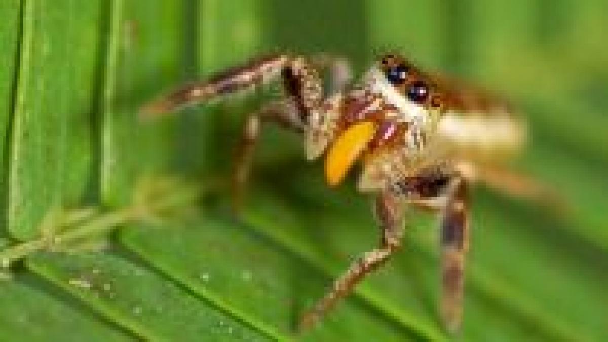 mexic a fost observat primul paianjen vegetarian