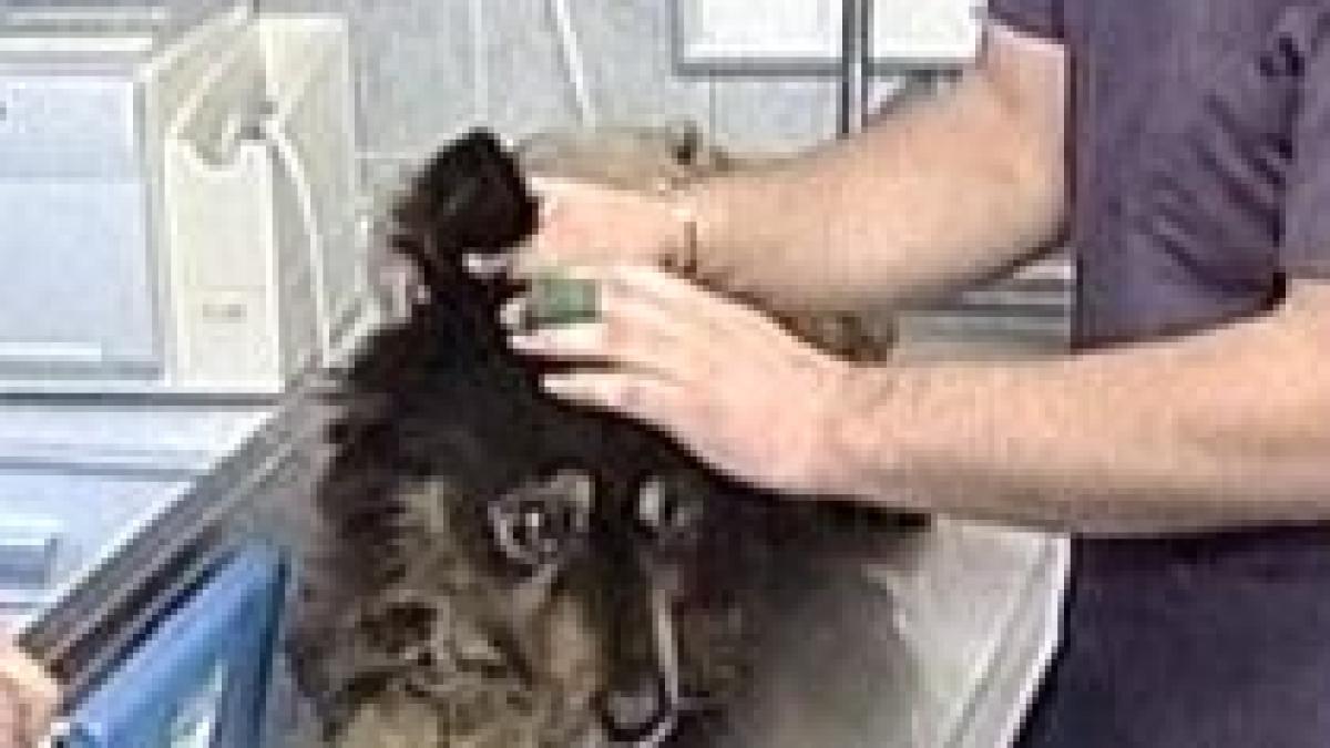 cainii comunitari sterilizati de veterinari in cadrul unui proiect al primariei capitalei