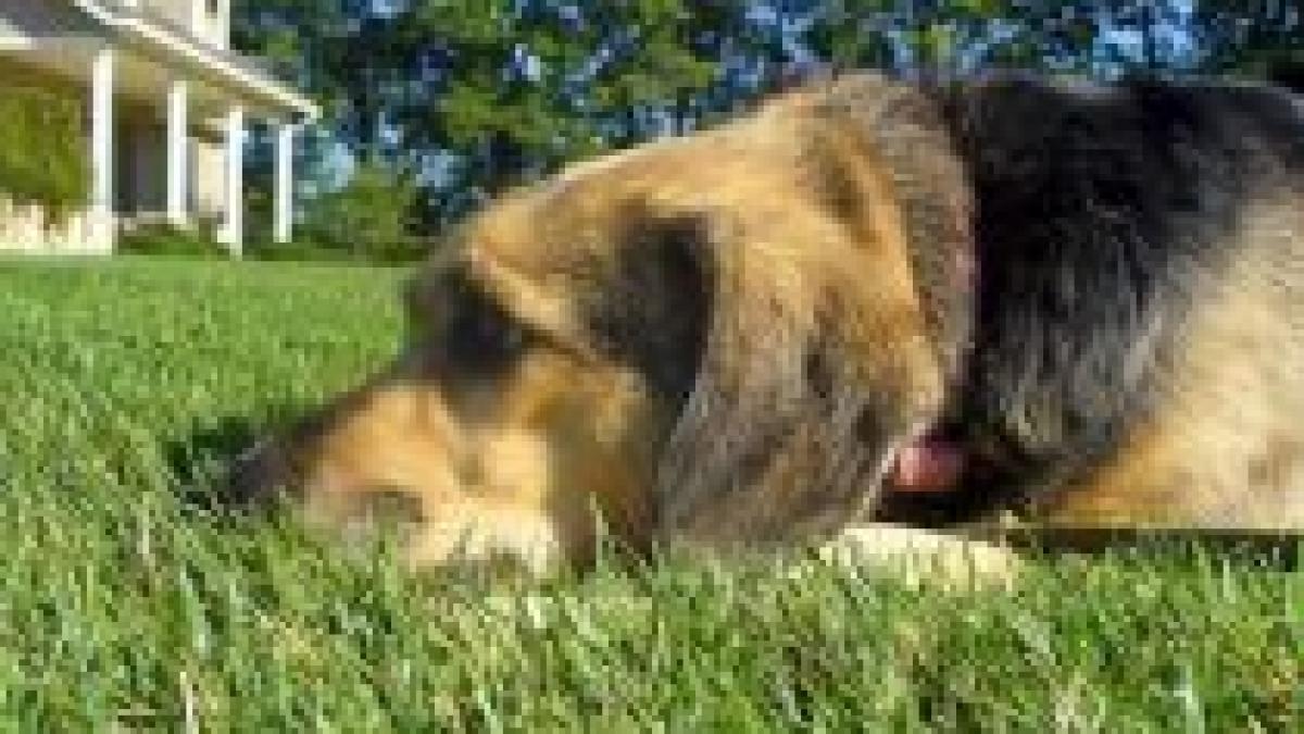 cainii vagabonzi din capitala au muscat peste 9 000 de oameni in 2009