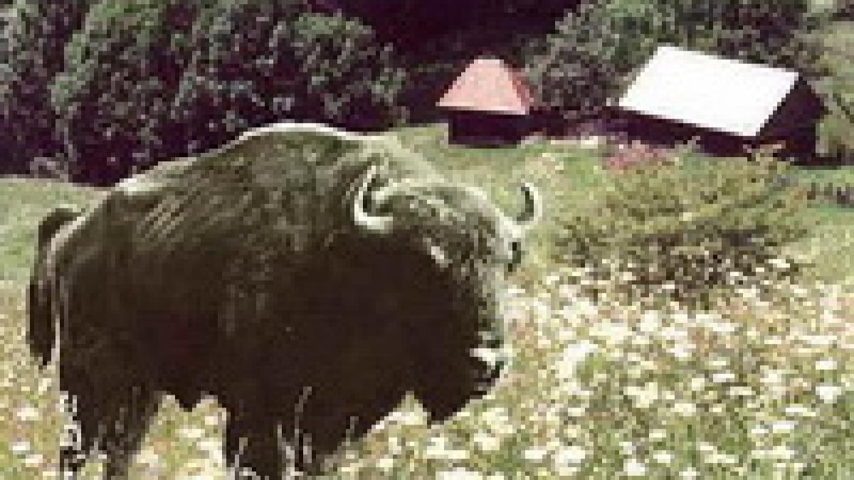 unul dintre cei sase zimbri donati rezervatiei de la vama buzaului a murit din cauza stresului