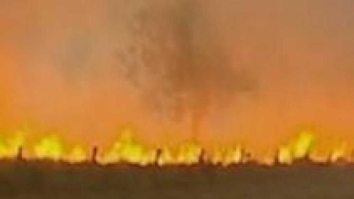 australia mistuita de flacari 70 000 hectare de teren au ars in mai putin de o saptamana video