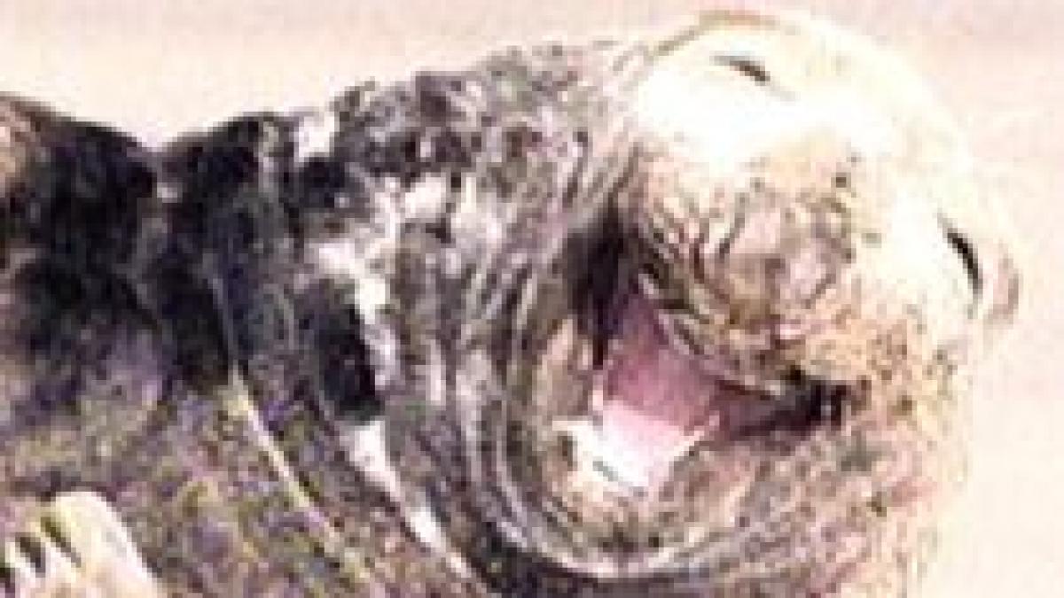 o foca se prapadeste de ras pe o plaja din marea britanie video