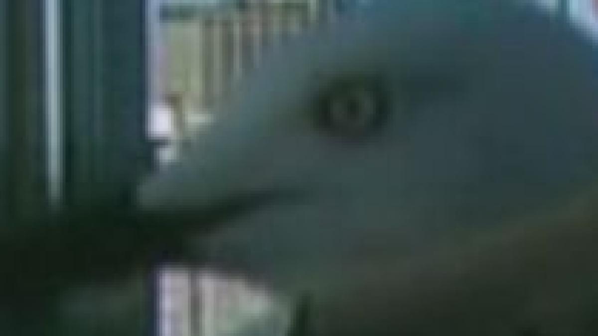 buletin de stiri perturbat de un pescarus gigant video