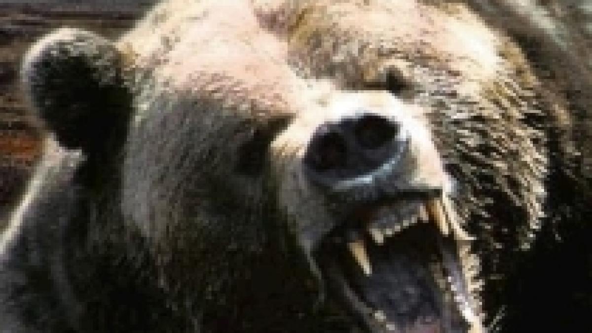 directorul unui circ din rusia omorat de un urs