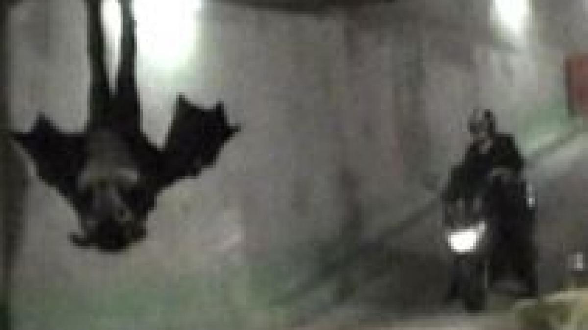 un francez costumat in liliac a inceput sa serbeze prea devreme halloween ul video