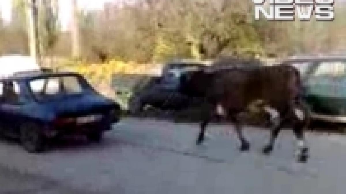 cum sa duci vaca la pascut fara a depune efort o tragi cu masina video