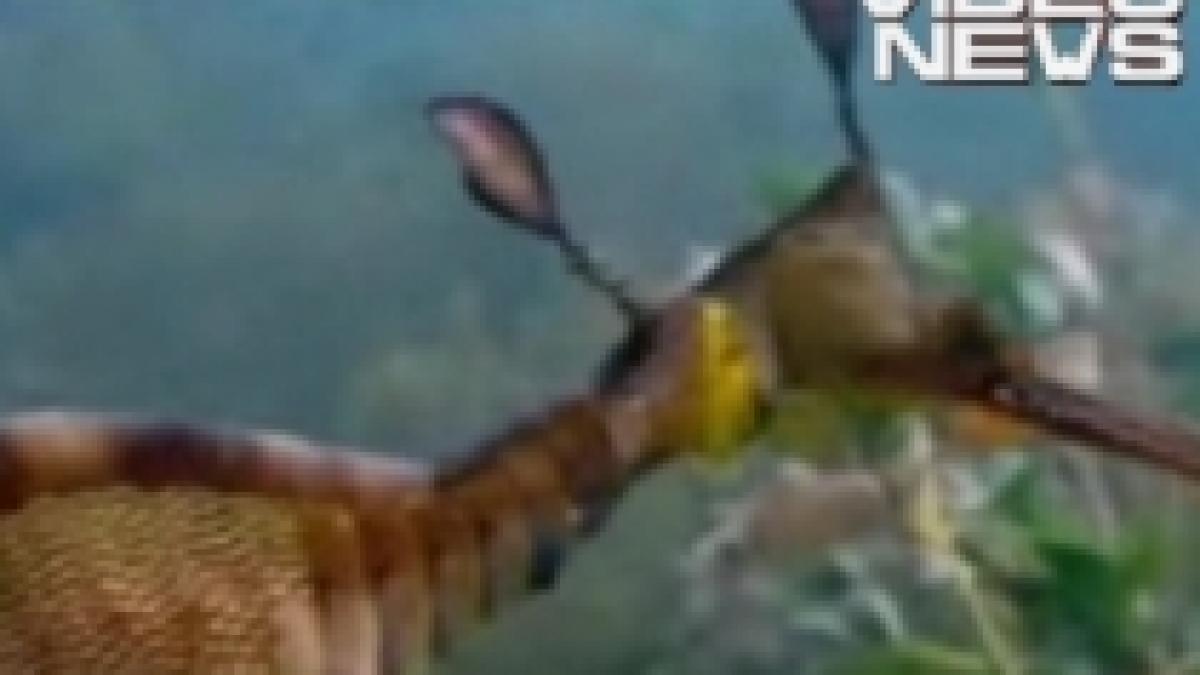 dansul nuptial al dragonilor de mare filmat in apele australiei video