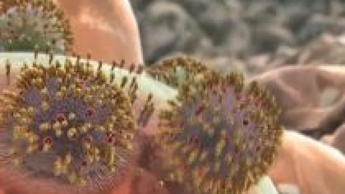 atacul gripei vezi cum invadeaza virusul corpul omenesc video