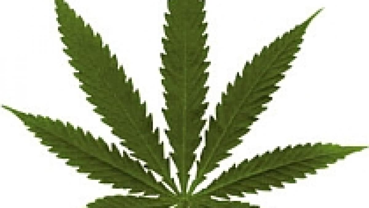 londra scandal experti guvern pe tema politicii pentru marijuana