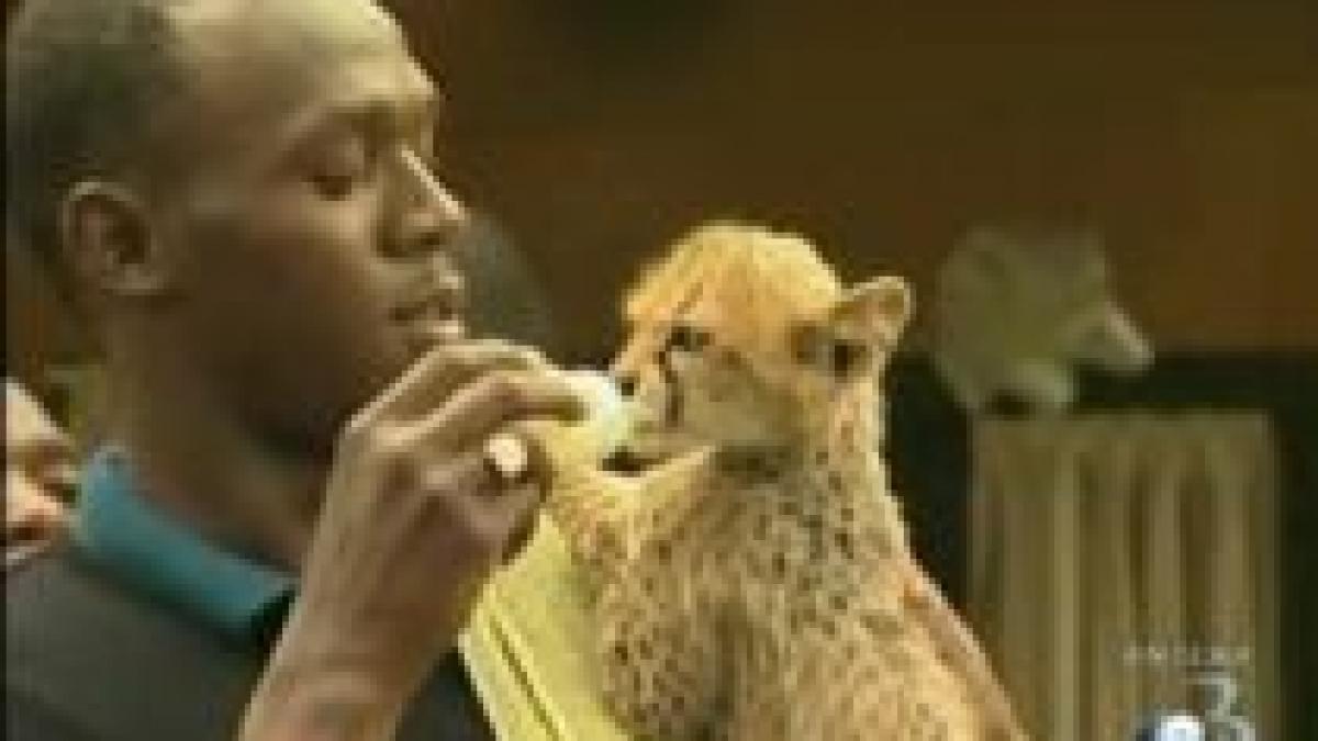 usain bolt si a luat animal de companie un pui de ghepard video