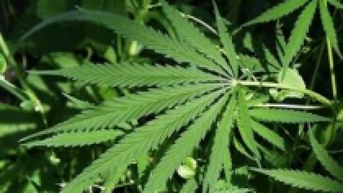 consumul de marijuana aprobat de locuitorii unui oras din sua