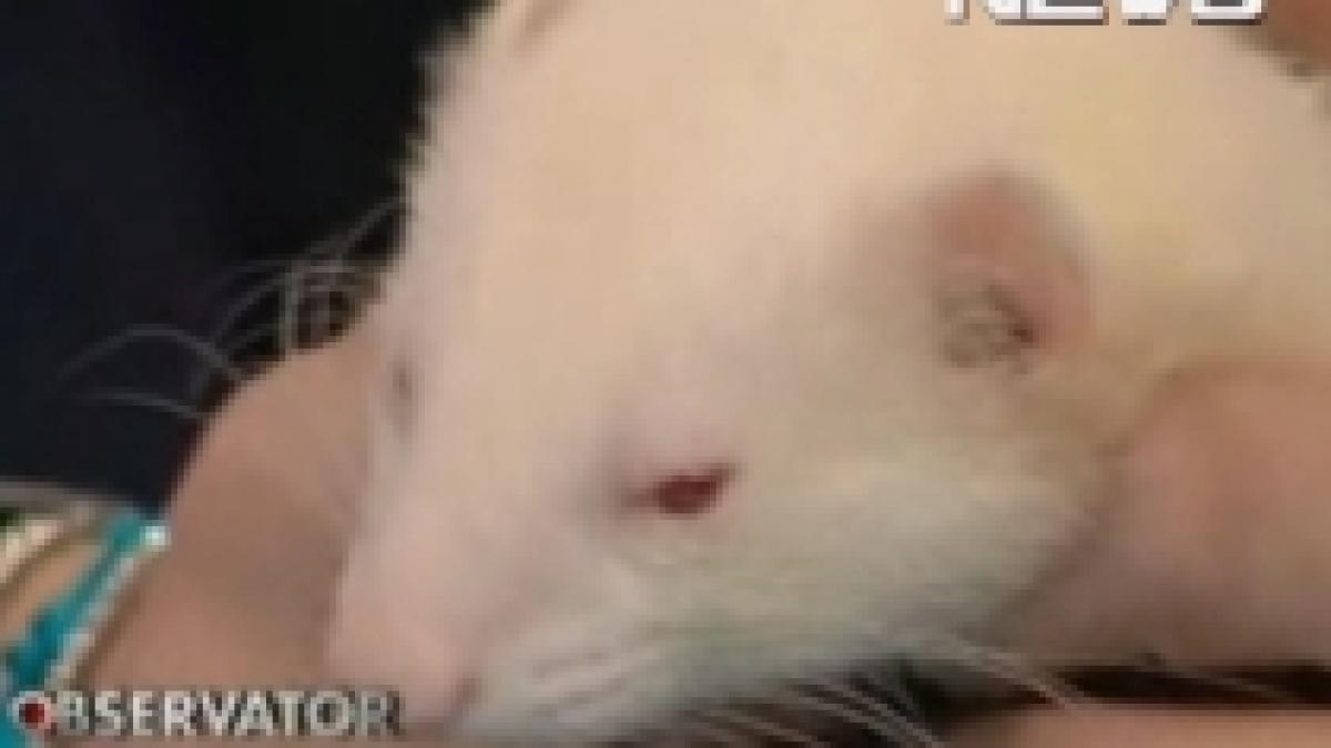 faceti cunostinta cu ralph dihorul lui catalin botezatu video