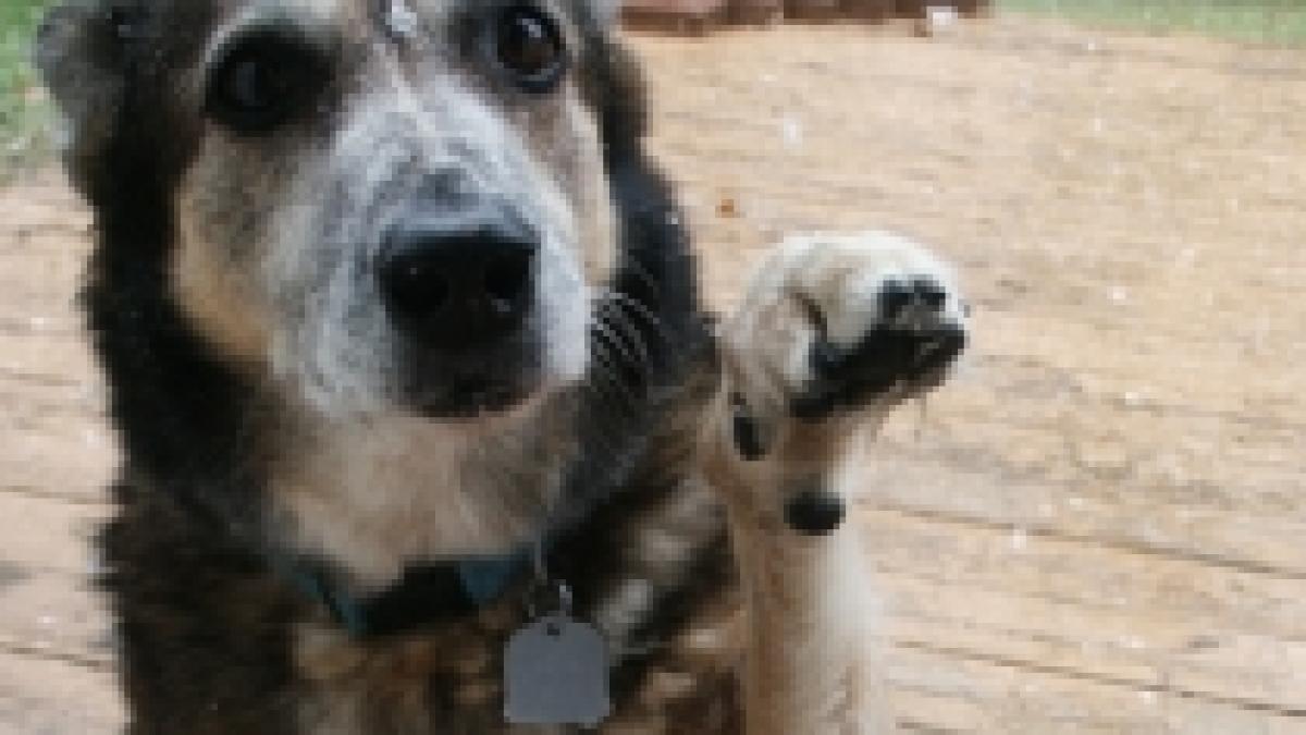 o catelusa si a salvat stapanul de la moarte a sarit pe pieptul lui si i ar fi repornit inima