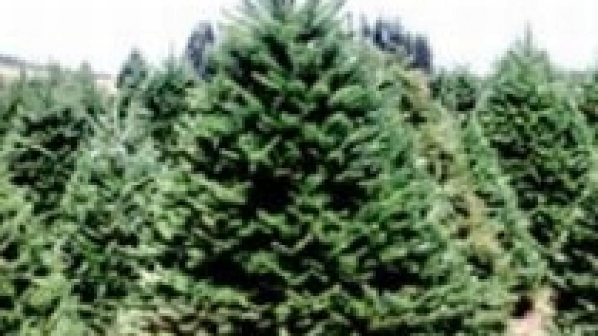 se apropie craciunul doua persoane care transportau ilegal brazi cercetate de politie video