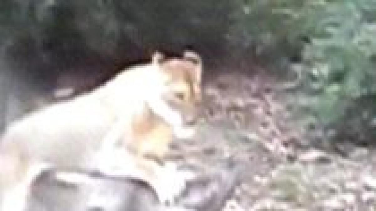 caprioara sfasiata in cusca leilor imagini socante