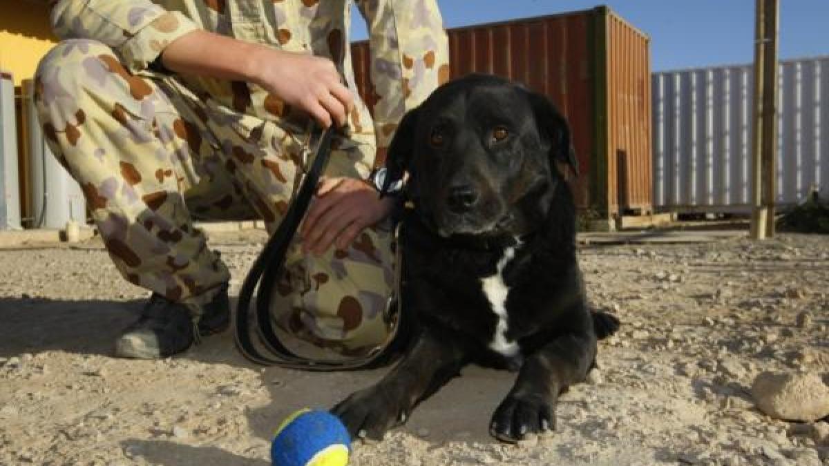 un caine specializat in depistarea bombelor s a intors la unitatea militara la 14 luni de la