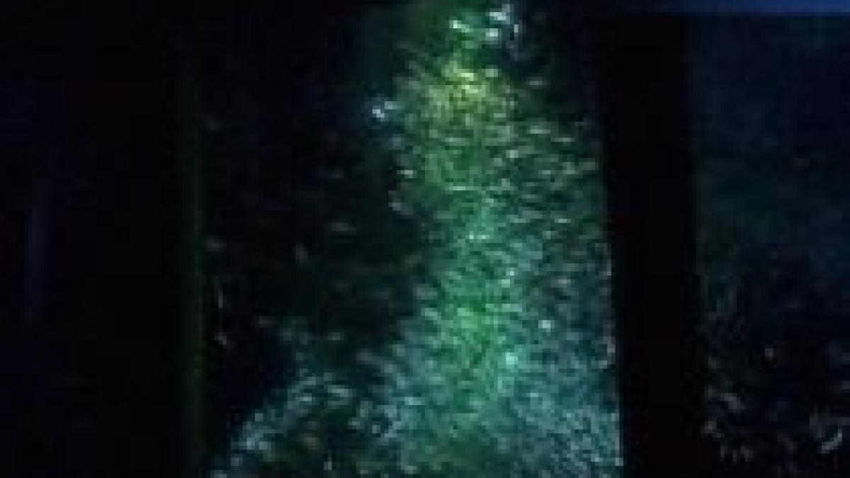 japonia mii de sardine au format un pom de craciun intr un acvariu video