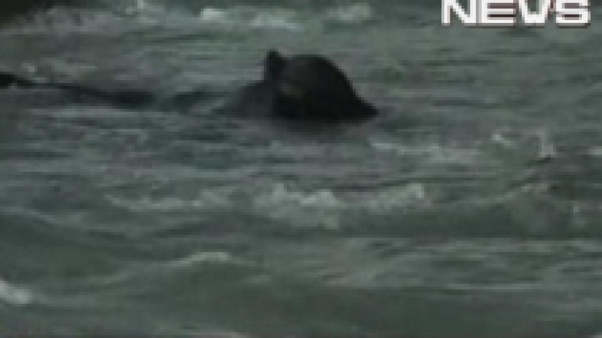 urs salvat de la inec de autoritatile indiene video