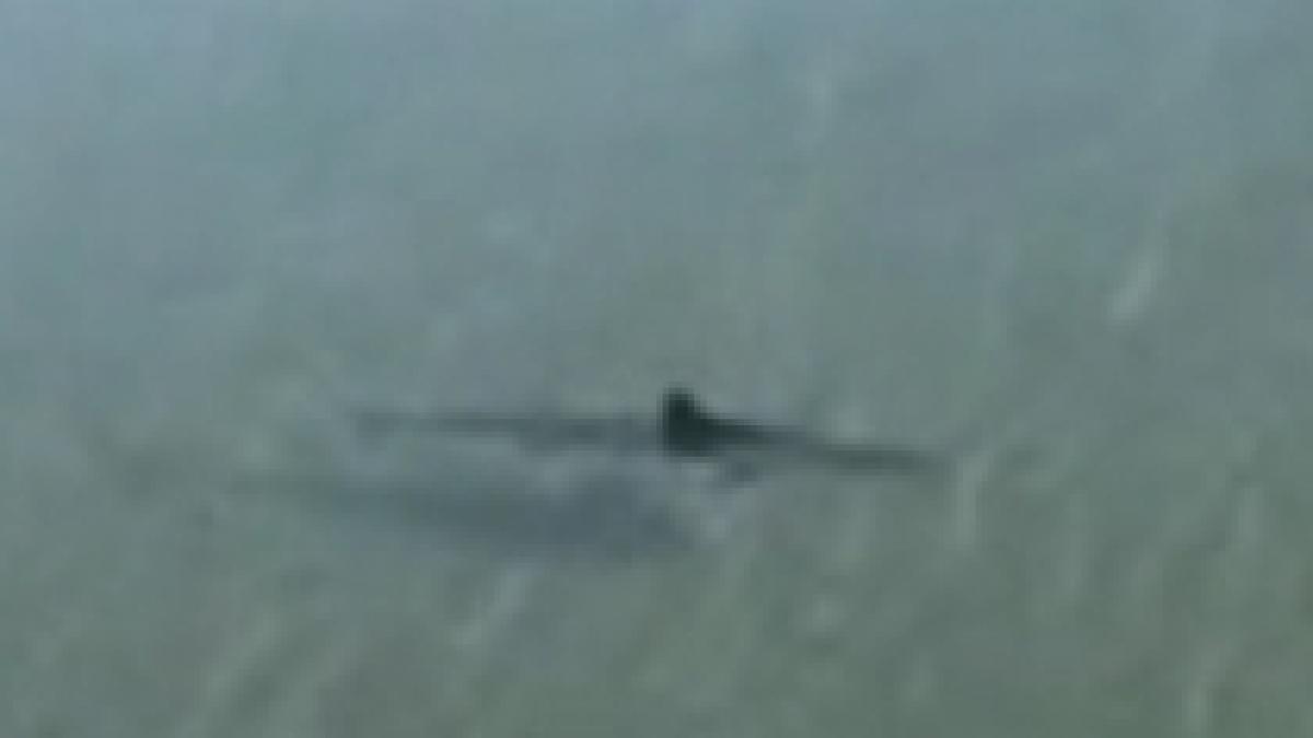 rechin filmat la malul marii negre video