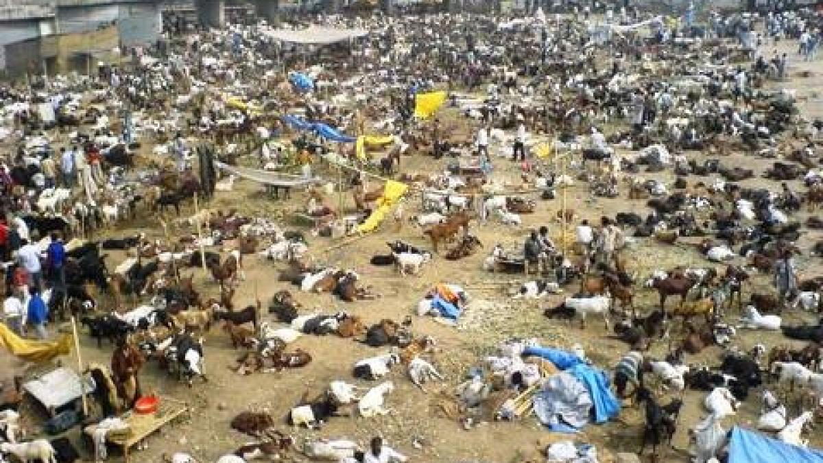 peste 300 000 de animale vor fi sacrificate la un festival nepalez brigitte bardot vocea
