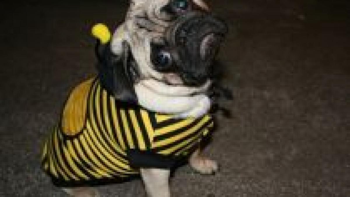 britanicii si americanii cheltuiesc peste 60 de miliarde de dolari pe haine pentru catei