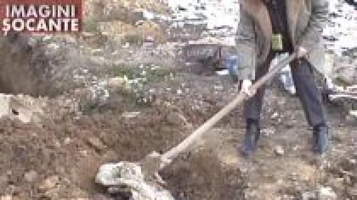resita groapa de gunoi transformata in cimitir de animale imagini socante