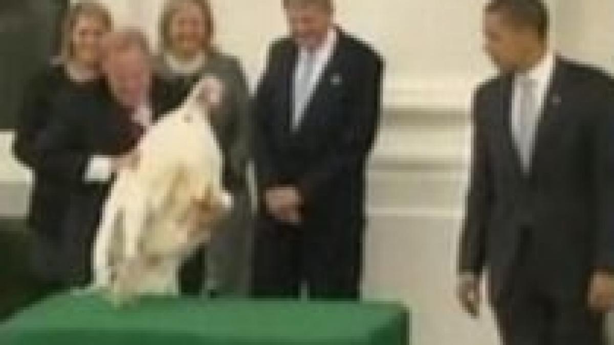 obama a facut prima sa gratiere un curcan pe nume curaj trimis la disneyland video