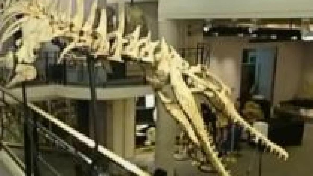 dinozaur vechi de 100 de milioane de ani scos la vanzare in paris