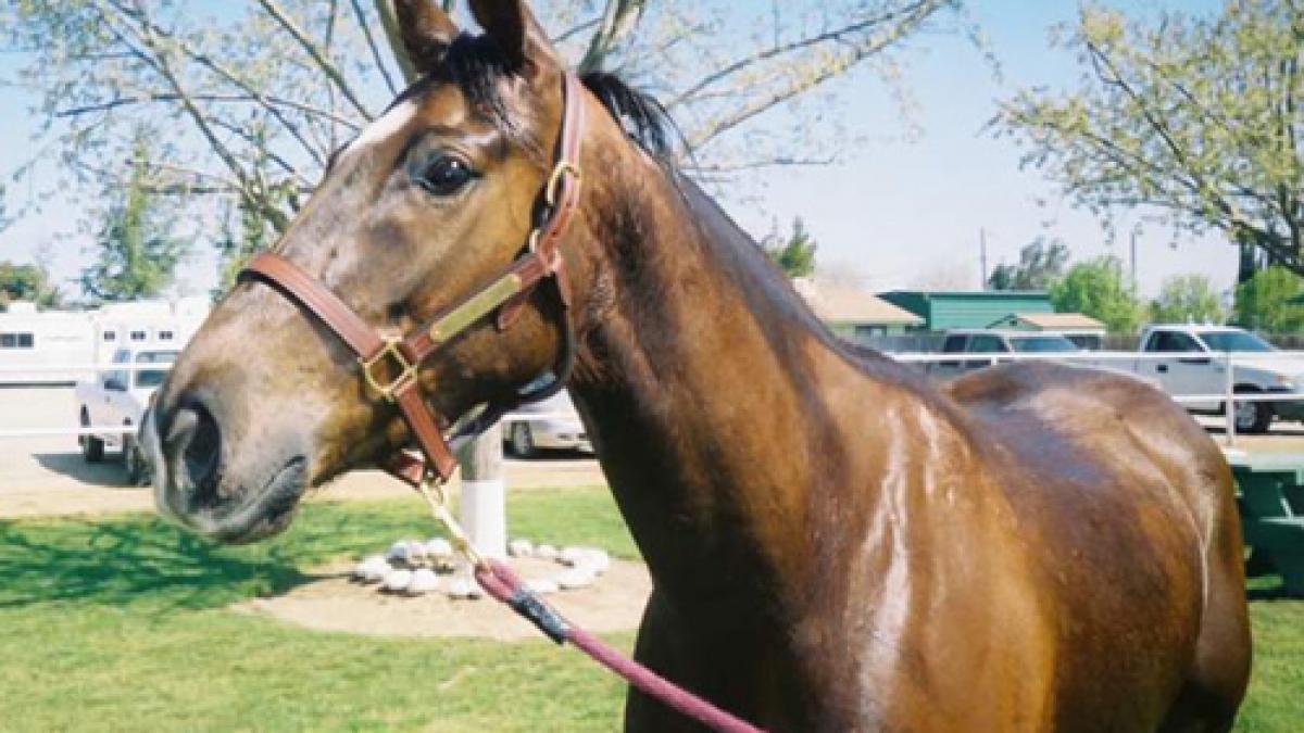 cinci cai pursange din franta abandonati de un seic din dubai din cauza dificultatilor financiare