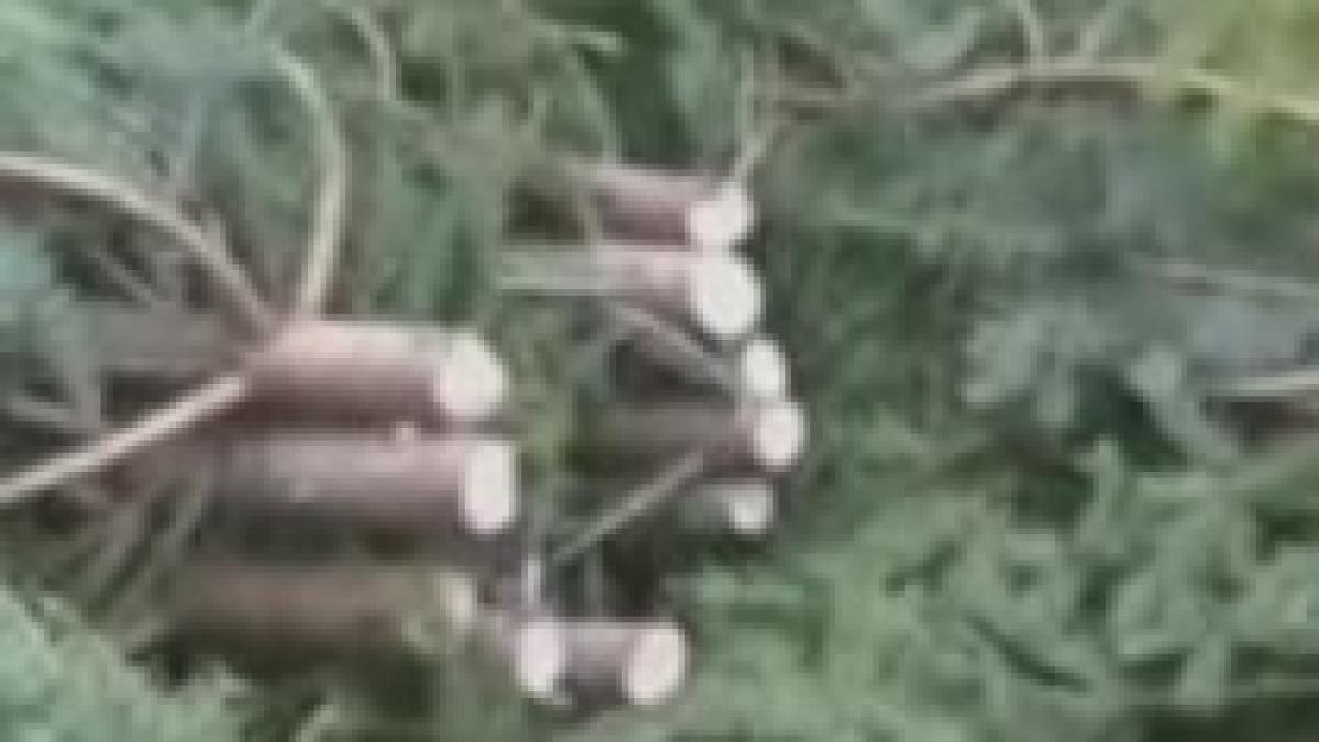 masacrul brazilor ancheta in bistrita nasaud dupa ce s au gasit mai multi pomi taiati ilegal video